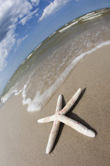 Shell on a beach