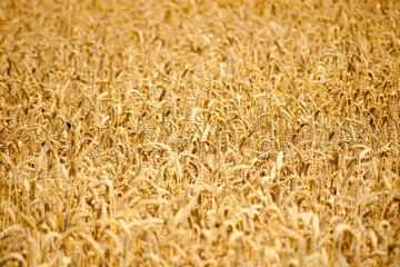 Wheat field
