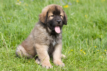 Spanish Mastiff in outdoor settings