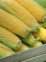 Vegetable market nb.19