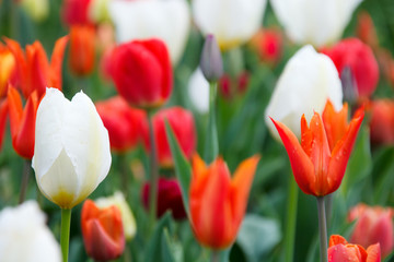 Tulips