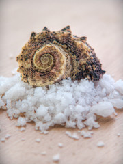 Salt and seashell nb.8