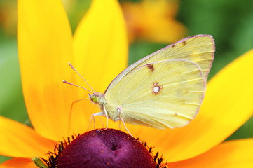 Butterfly feeding on flowers