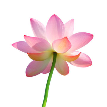 Isolated lotus with path