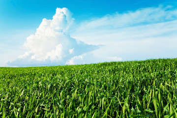 Green grass, the blue sky