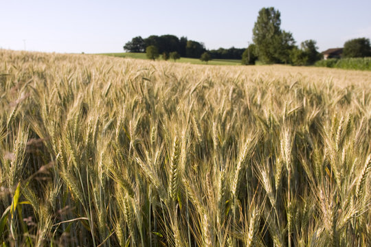 grain field