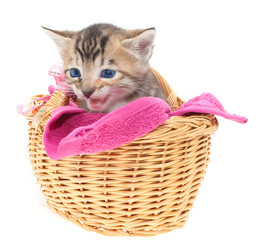 Fototapeta na wymiar Blue eyed Kitten in basket