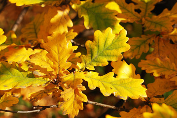Autumn oak leaves