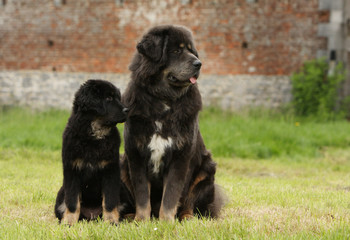 chiot et adulte dogue du tibet regardant dans la meme direction