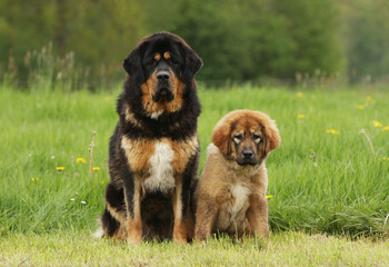 mère dogue du tibet et son chiot assis de face côte à côte