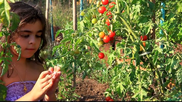 Manger des tomates cerises BIO !!
