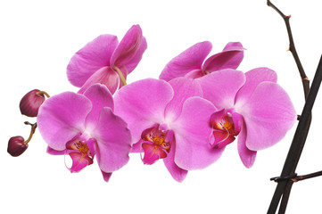 Plakat Pink Orchid