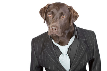 Chocolate Labrador in Pin Stripe Suit against White Background