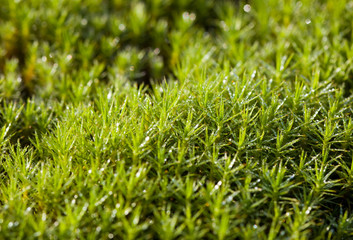 green moss after a rain