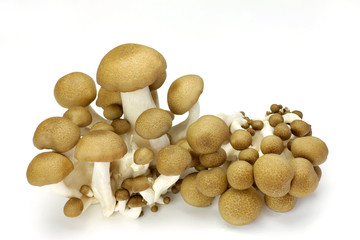 mushroom(simeji)