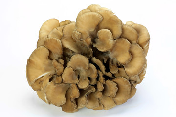 mushroom(maitake)