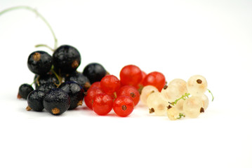 Black, Red and White Currant