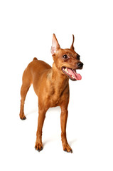 Red Miniature Pinscher