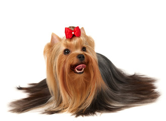 Beautiful Yorkshire Terrier on white background