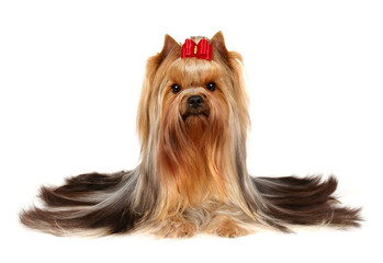 Male of the Yorkshire Terrier