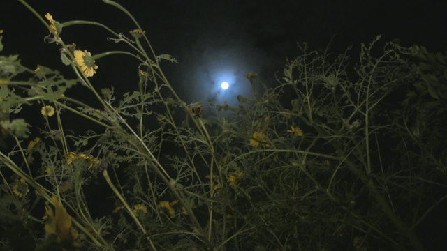 Campo y luna