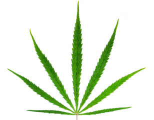 Marijuana plant (hemp)  isolated on white background