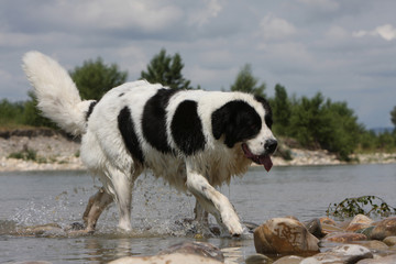 landseer sortant de la rivière dégoulinant