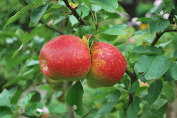 Reife &Auml;pfel am Baum