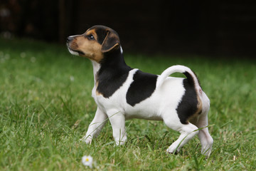 petit parson jack russell terrier marchant fièrement de profil
