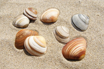 Shells on sand