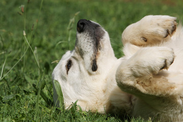 portrait d'un golden retriever allongé sur le dos dans l'herbe