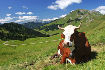 Fototapeta na wymiar Odpoczynku krowy na zielone pole-Alpy w tle