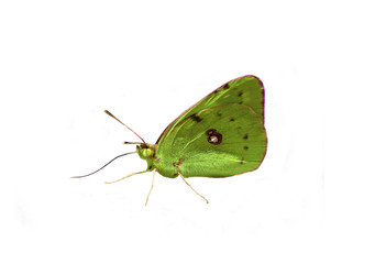 papillon d&eacute;tour&eacute; vert