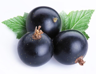 Black currant