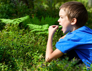 Kid picking berries