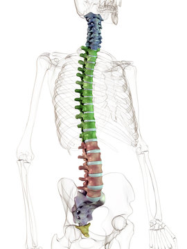 Columna vertebralis