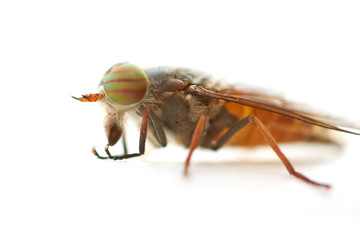 Fly