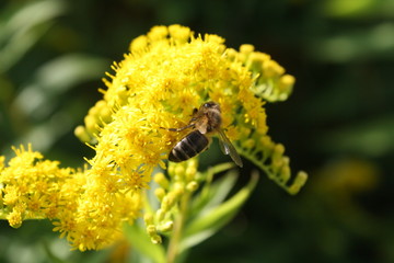 Abeille
