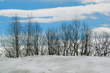 Winter forest in mountain