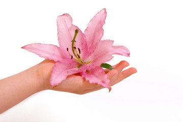 hand,blume © Swetlana Wall