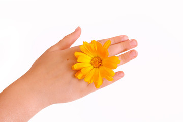 handpflege,calendula