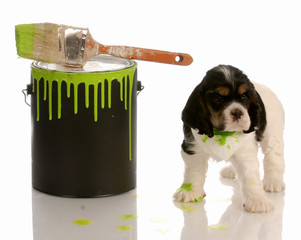 naughty puppy -  spaniel puppy with paint can and brush