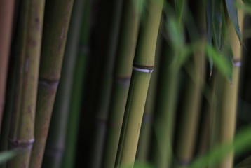 Bambushain