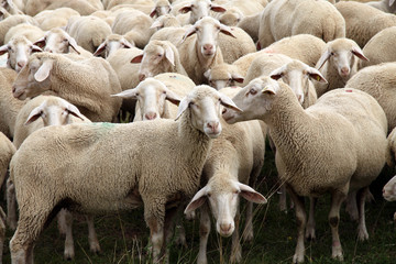 Herd of Sheep
