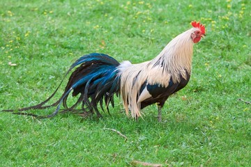 Cock
