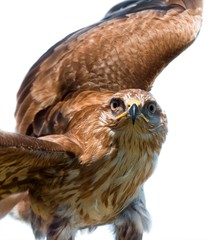 Portrait of hawk