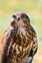 detailed portrait goshawk