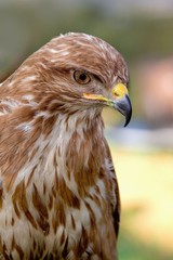 detailed portrait goshawk