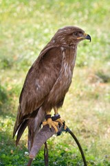 predator on falconer stand