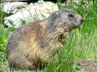 marmotte